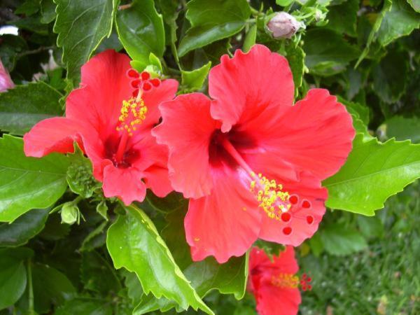 Hibiscus Apartment Marausa Luaran gambar